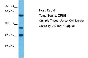 Host: Rabbit Target Name: OR8H1 Sample Type: Jurkat Whole Cell lysates Antibody Dilution: 1. (OR8H1 anticorps  (C-Term))
