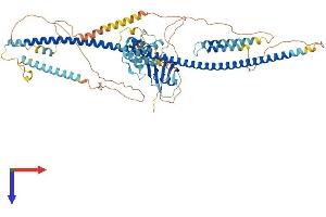 AlphaFold protein structure predicition of Mouse Recombinant Dixdc1 Protein, UniprotID Q80Y83