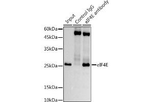 Immunoprecipitation analysis of 600 μg extracts of Mouse testis using 3 μg eIF4E antibody (ABIN7267048).