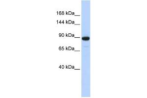 WB Suggested Anti-PDE3A Antibody Titration:  0. (PDE3A anticorps  (N-Term))