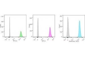 Image no. 7 for anti-Nucleolin (NCL) antibody (ABIN6166144)