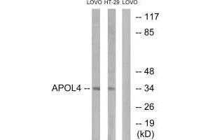 Western blot analysis of extracts from LOVO cells and HT-29cells, using APOL4 antibody. (Apolipoprotein L 4 anticorps  (C-Term))