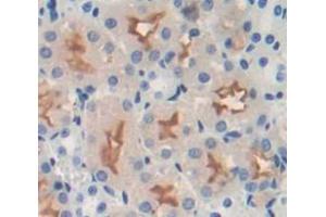 IHC-P analysis of kidney tissue, with DAB staining. (Integrin beta 4 anticorps  (AA 1098-1356))