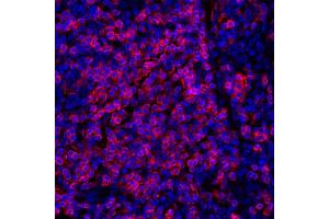 Immunofluorescence (IF) image for anti-CD247 Molecule (CD247) (C-Term) antibody (ABIN7455240)