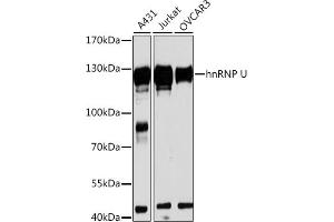 Western blot analysis of extracts of various cell lines, using hnRNP U antibody (ABIN1680323, ABIN3018279, ABIN3018280 and ABIN6220424) at 1:3000 dilution. (HNRNPU anticorps  (AA 608-825))