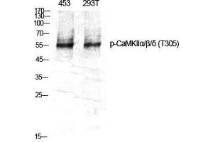 Western Blot (WB) analysis of specific cells using Phospho-CaMKIIalpha/beta/delta (T305) Polyclonal Antibody. (CaMKIIalpha/beta/delta (pThr305) anticorps)