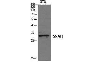 Western Blot analysis of 3T3 cells using SNAI1 Polyclonal Antibody at dilution of 1:1000. (SNAIL anticorps)