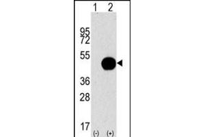 Western blot analysis of G4B (arrow) using purified Pab 1809d. (ATG4B anticorps  (AA 258-284))