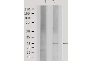 Western blot analysis of extracts from HepG2, using Claudin 3 Antibody.