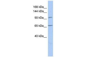 Western Blot showing COG5 antibody used at a concentration of 1-2 ug/ml to detect its target protein. (COG5 anticorps  (N-Term))