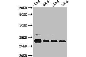 Western Blot Positive WB detected in Recombinant protein All lanes: vpx at 2. (Vpx Protein (VPX) (AA 1-112), (subtype A) anticorps)
