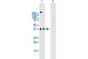Western Blot analysis of EPCAM expression in transfected 293T cell line by EPCAM MaxPab polyclonal antibody.