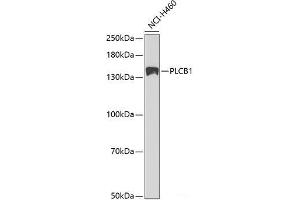 Western blot analysis of extracts of NCI-H460 cells using PLCB1 Polyclonal Antibody at dilution of 1:1000. (Phospholipase C beta 1 anticorps)