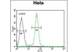 AGXT2 Antibody (C-term) (ABIN653791 and ABIN2843075) flow cytometric analysis of Hela cells (right histogram) compared to a negative control cell (left histogram).