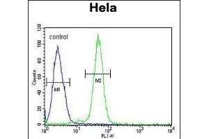 AGXT2 Antibody (C-term) (ABIN653791 and ABIN2843075) flow cytometric analysis of Hela cells (right histogram) compared to a negative control cell (left histogram).