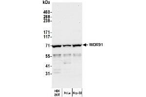 Western Blotting (WB) image for anti-WD Repeat Domain 91 (WDR91) (AA 350-400) antibody (ABIN7454761) (WDR91 anticorps  (AA 350-400))