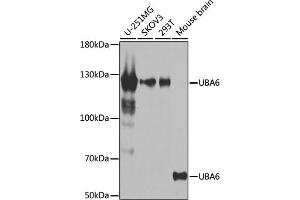 Western blot analysis of extracts of various cell lines, using UB antibody (ABIN6129502, ABIN6149769, ABIN6149771 and ABIN6223415) at 1:1000 dilution. (UBA6 anticorps  (AA 1-260))