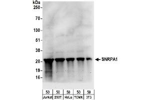 Western Blotting (WB) image for anti-Small Nuclear Ribonucleoprotein Polypeptide A (SNRPA) (AA 205-255) antibody (ABIN7453449) (SNRPA1 anticorps  (AA 205-255))