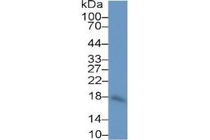 WB of Protein Standard: different control antibodies against Highly purified E.