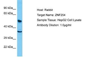 Host: Rabbit Target Name: ZNF254 Sample Type: HepG2 Whole Cell lysates Antibody Dilution: 1. (ZNF254 anticorps  (Middle Region))