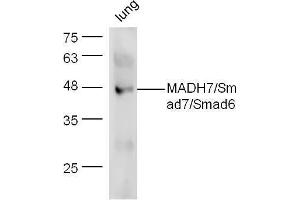 Mouse lung lysate probed with Anti-Smad7 + Smad6 Polyclonal Antibody  at 1:5000 90min in 37˚C. (SMAD7 anticorps  (AA 1-100))
