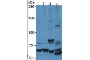 Rabbit Detection antibody from the kit in WB with Positive Control:  Sample Lane1: Human Jurkat Cells; Lane2: Human HepG2 Cells; Lane3: Human Raji Cells; Lane4: Rat Brain Tissue.