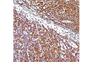 IHC staining of human tonsil with SUMO1 antibody (clone S1MT-2). (SUMO1 anticorps)