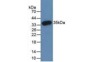 Western Blot; Sample: Recombinant PADI3, Human. (PADI3 anticorps  (AA 1-300))