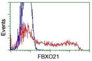 HEK293T cells transfected with either RC223095 overexpress plasmid (Red) or empty vector control plasmid (Blue) were immunostained by anti-FBXO21 antibody (ABIN2455368), and then analyzed by flow cytometry. (FBXO21 anticorps)