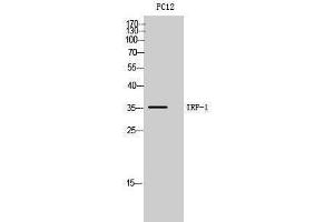 Western Blotting (WB) image for anti-Interferon Regulatory Factor 1 (IRF1) (Internal Region) antibody (ABIN3179003) (IRF1 anticorps  (Internal Region))