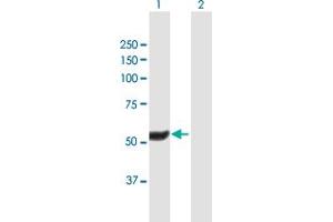 Western Blot analysis of HEXDC expression in transfected 293T cell line by HEXDC MaxPab polyclonal antibody. (HEXDC anticorps  (AA 1-493))