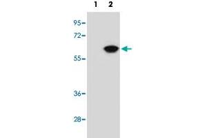 Western blot analysis of NAP1L1 (arrow) using NAP1L1 polyclonal antibody . (NAP1L1 anticorps  (N-Term))