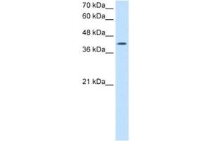Western Blotting (WB) image for anti-Actin-Related Protein 2 (ACTR2) antibody (ABIN2462917) (ACTR2 anticorps)