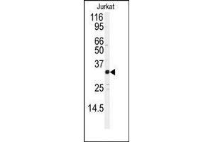 Western blot analysis of anti-JUND Antibody in Jurkat cell line lysates (35ug/lane). (JunD anticorps  (Ser2655))