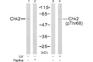 Western blot analysis of the extracts from Jurkat cells untreated or treated with UV using Chk2 (Ab-68) Antibody and Chk2 (Phospho-Thr68) Antibody. (CHEK2 anticorps  (pThr68))