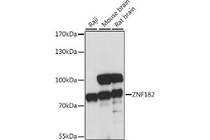 Western blot analysis of extracts of various cell lines, using ZNF182 antibody (ABIN7271462) at 1:1000 dilution. (ZNF182 anticorps  (AA 100-210))