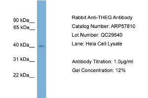 WB Suggested Anti-THEG  Antibody Titration: 0. (THEG anticorps  (Middle Region))