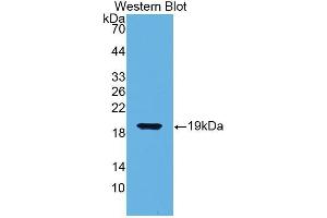 Western Blotting (WB) image for anti-Biglycan (BGN) (AA 49-182) antibody (ABIN1176713)