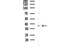 Western blot analysis of lysates from LoVo cells(heat-shock,45 min treatment), using POU4F3 Antibody at 1/1000 dilution.