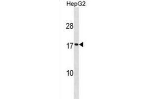 SEC11A Antibody (Center) (ABIN1881776 and ABIN2838974) western blot analysis in HepG2 cell line lysates (35 μg/lane). (SEC11A anticorps  (AA 95-123))