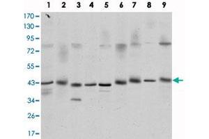Western blot analysis using CREB1 monoclonal antibody, clone 5G3  against K-562 (1) , Jurkat (2) , L1210 (3) , HEK293 (4) , A-431 (5) , HeLa (6) , COS-7 (7) , PC-12 (8) , and NIH/3T3 (9) cell lysate. (CREB1 anticorps)