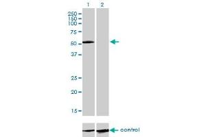Western blot analysis of IL13RA2 over-expressed 293 cell line, cotransfected with IL13RA2 Validated Chimera RNAi (Lane 2) or non-transfected control (Lane 1). (IL13RA2 anticorps  (AA 27-126))