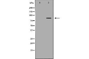 Western blot analysis of Mouse spleen lysate, using FOXM1 Antibody. (FOXM1 anticorps  (N-Term))