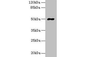 Western blot All lanes: FAM69A antibody at 8 μg/mL + HepG2 whole cell lysate Secondary Goat polyclonal to rabbit IgG at 1/10000 dilution Predicted band size: 50, 19 kDa Observed band size: 50 kDa (FAM69A anticorps  (AA 49-162))