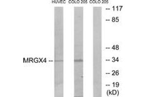 Western blot analysis of extracts from HuvEc/COLO cells, using MRGX4 Antibody. (MRGPRX4 anticorps  (AA 271-320))