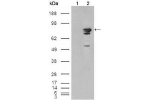 Western Blot showing using BRAF antibody used against HEK293T cells transfected with the pCMV6-ENTRY control (1) and pCMV6-ENTRY Braf cDNA (2). (BRAF anticorps)
