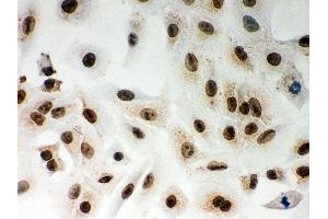 Anti- Lamin A Picoband antibody, ICC ICC: A549 Cell