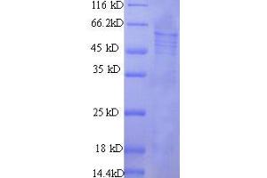 Protein S (Alpha) (PROS1) (AA 42-675) protein (His tag) expressed in mammalien cells