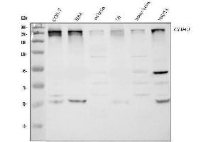 Western blot analysis of CHD2 using anti-CHD2 antibody (ABIN5518901).