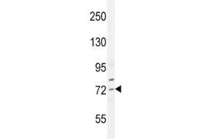 SREBP2 antibody western blot analysis in HepG2 lysate